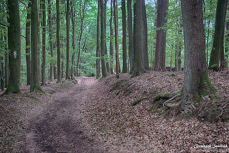 Bernhard Saalfeld - Spessart 2023 (1v9)